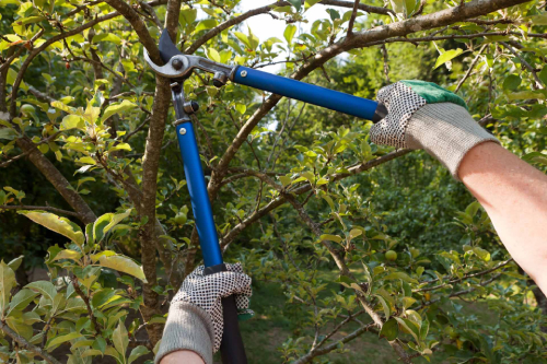 Tree Trimming Tree Trimming